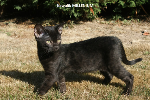 chaton bengal melanistique